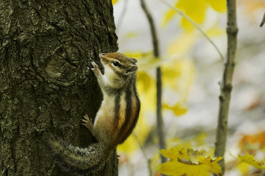 squirrel, nature, forest, mammals, hairy, fur, rodent, sweet HD wallpaper