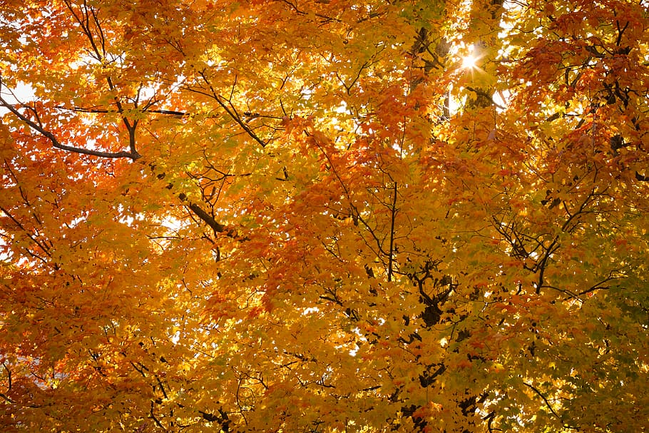 canada, wolfville, orange, red, yellow, tree, trees, sun, change HD wallpaper