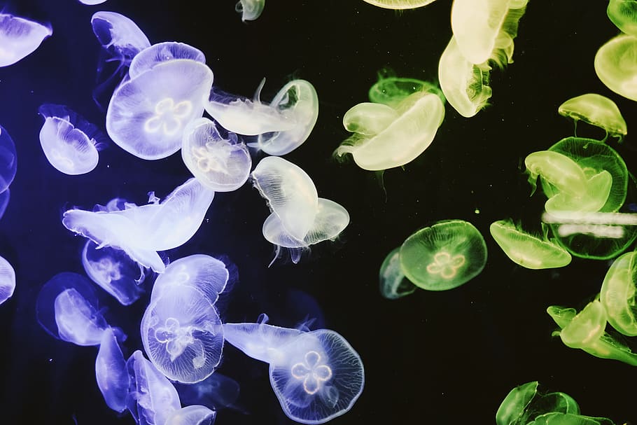 green and purple jelly fish illustration, jellyfish, invertebrate, HD wallpaper