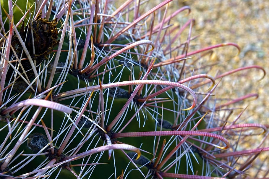 fishhook cactus closeup, desert, plant, nature, flora, prickly, HD wallpaper