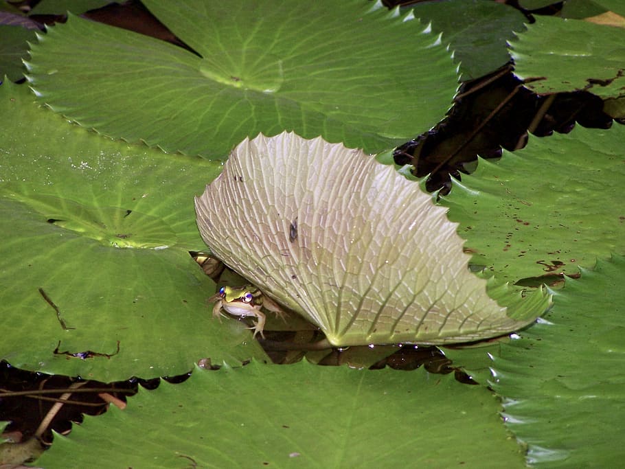 thailand, phuket, leaf, plant part, water, green color, growth HD wallpaper