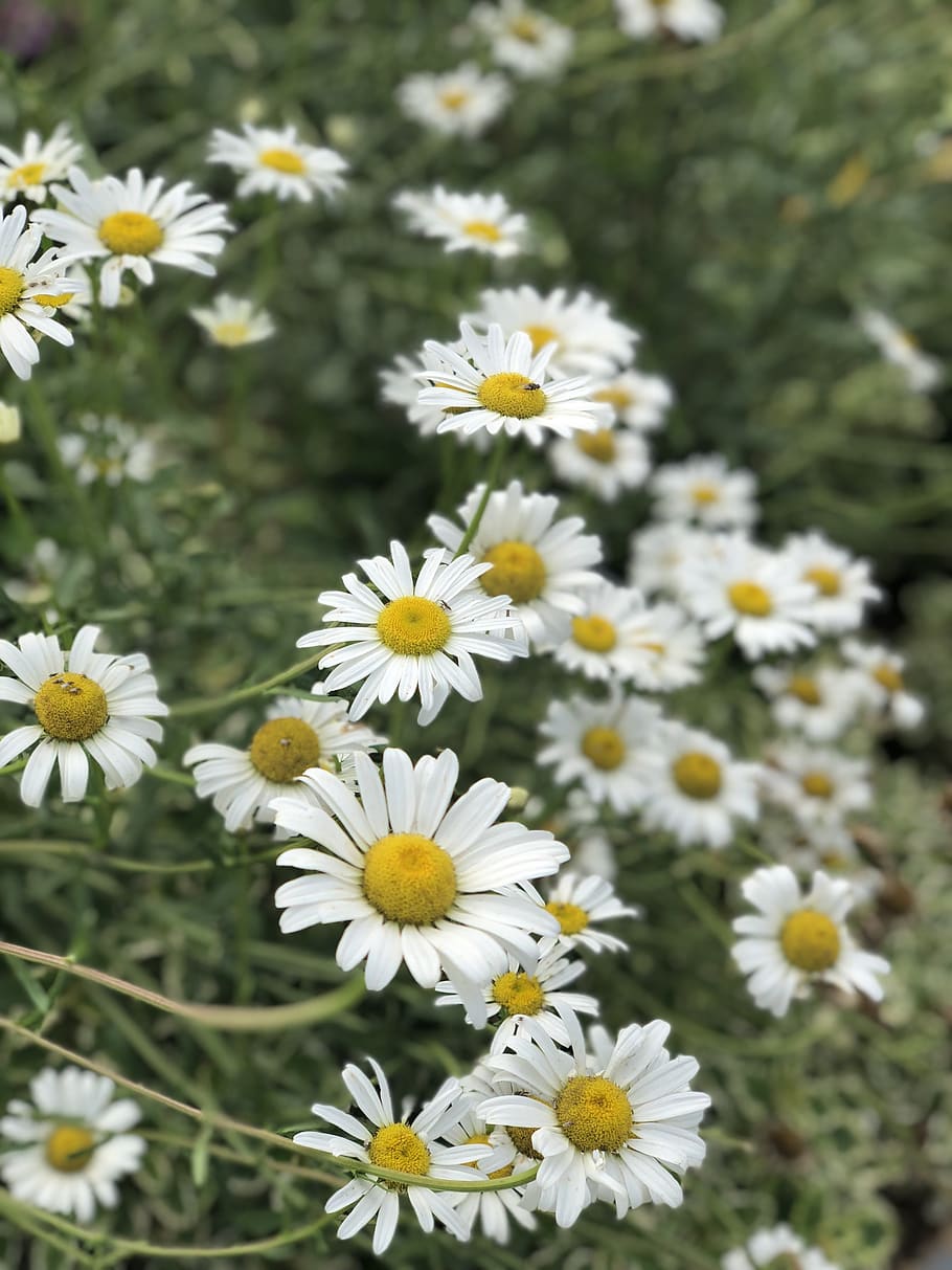 white, bloom, spring, garden, blossom, plant, flowers, nature HD wallpaper