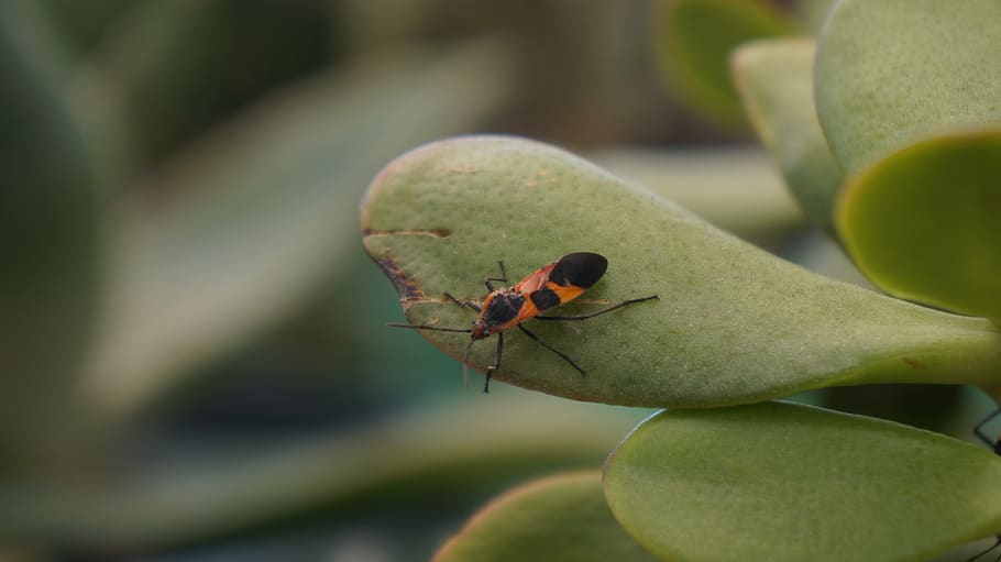 bug, insect, plant, wildlife, animal, fragile, wings, animal themes HD wallpaper