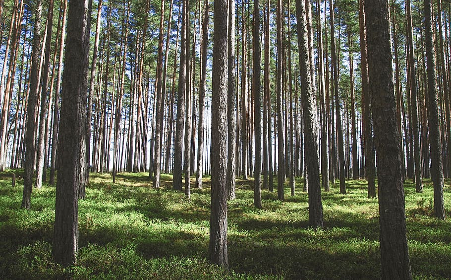 Photography of Tree Trunks, environment, evergreen, forest, grass HD wallpaper