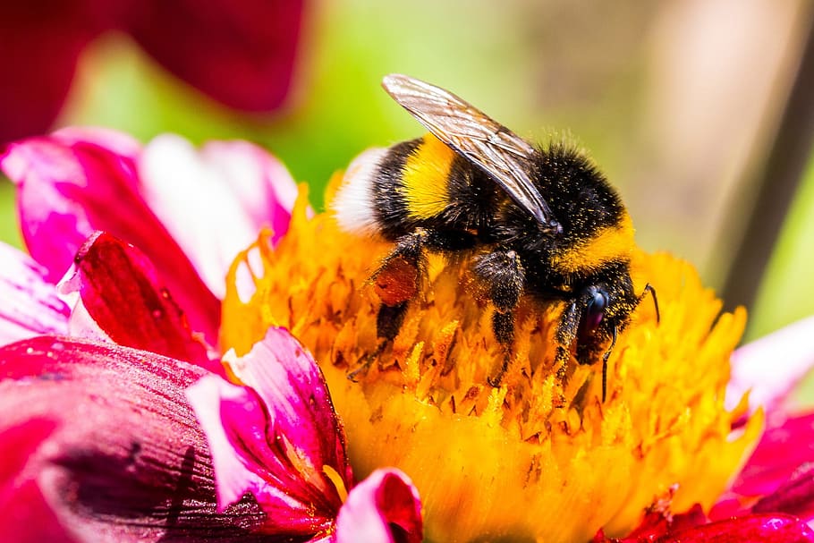 pollinating, bee, animal, fly, insect, hortensis, dahlia, fresh HD wallpaper