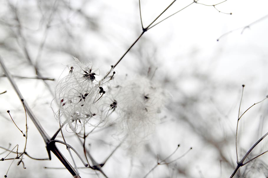 australia, daylesford, winter, grey, moody, twigs, outdoors, HD wallpaper