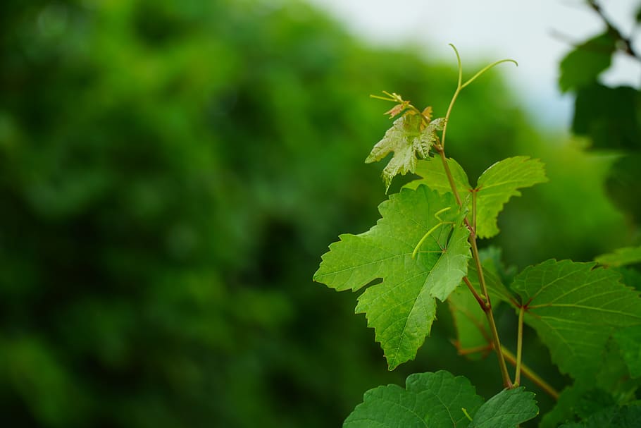 wine leaf, vines, winegrowing, vine leaves, grapevine, vineyard HD wallpaper