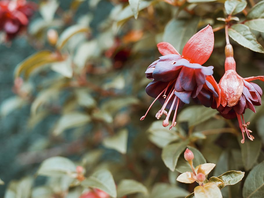 flower, plant, beauty in nature, growth, flowering plant, close-up HD wallpaper