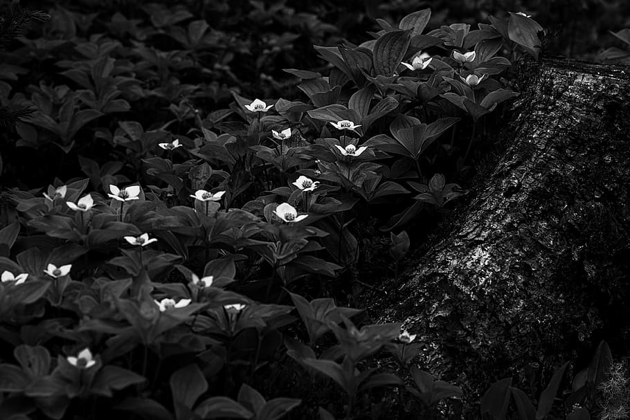 grayscale photo of flowers, leaf, plant, blossom, acanthaceae, HD wallpaper