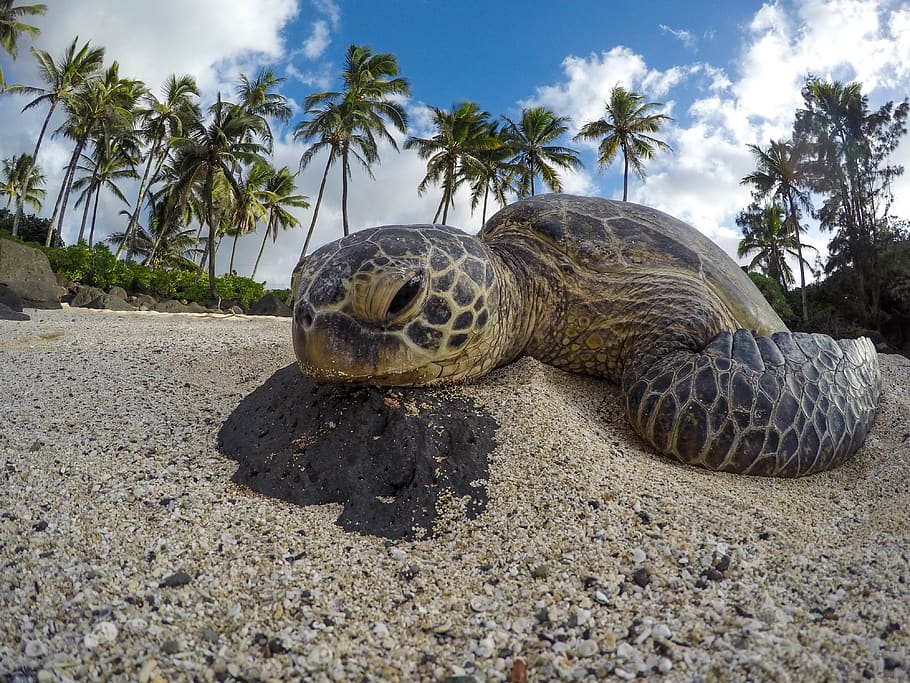 turtle on sand, animal, sea life, reptile, tortoise, tropical, HD wallpaper