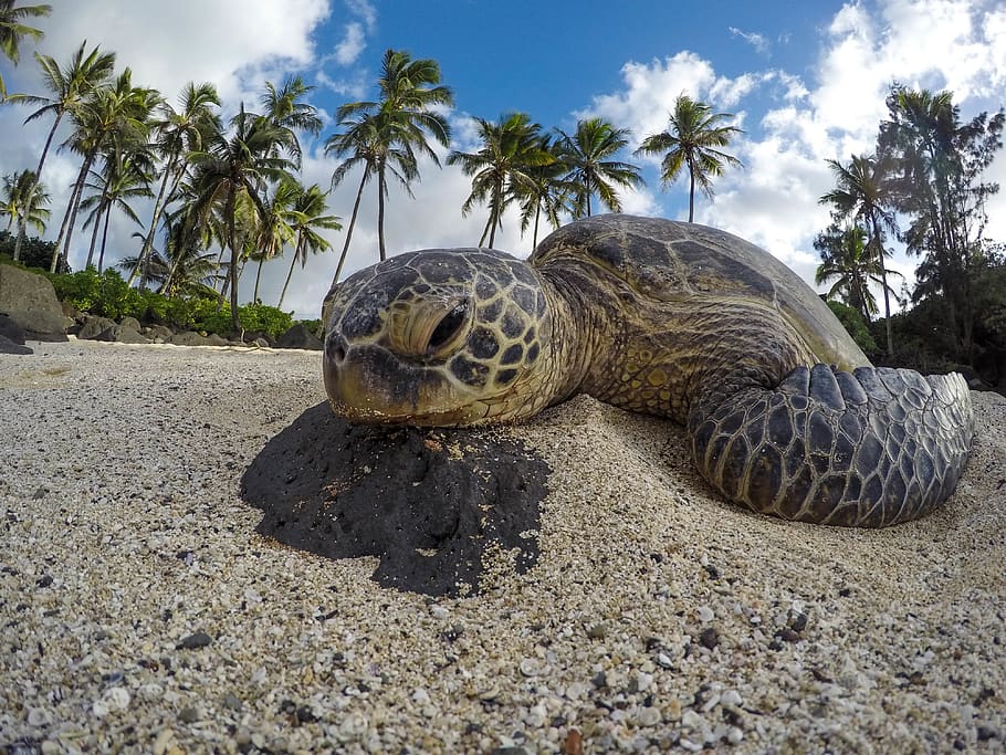 turtle on sand, animal, sea life, reptile, tortoise, tropical HD wallpaper