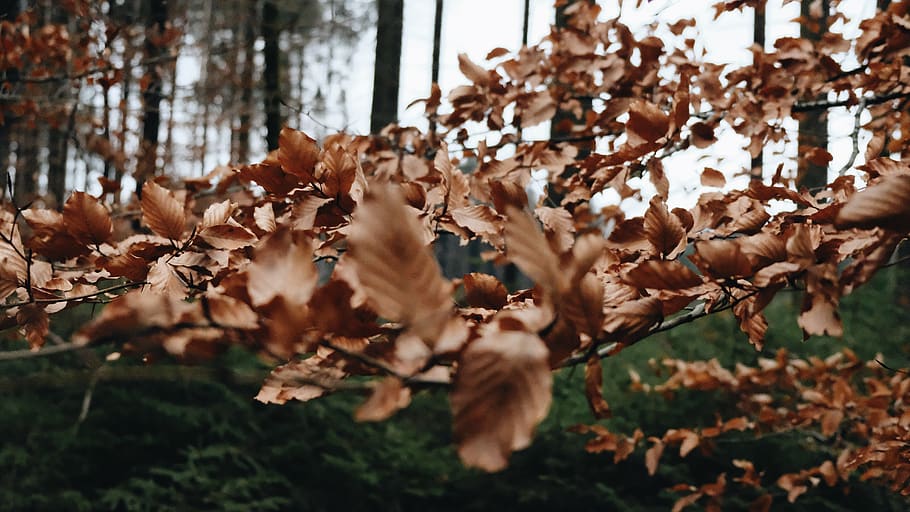 leaves, tree, leaf, plant part, autumn, day, change, nature HD wallpaper