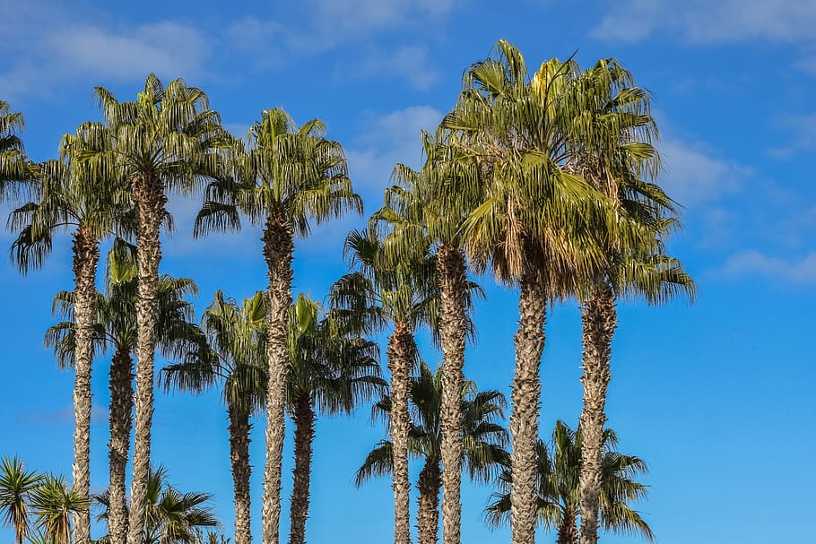 palm, trees, tropical, sky, clouds, exotic, nature, plant, palm tree HD wallpaper