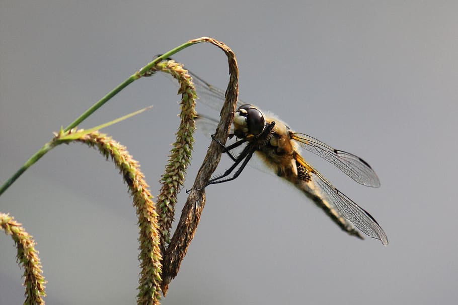 insect, ear, grain, summer, wing, close up, park, nature, field HD wallpaper