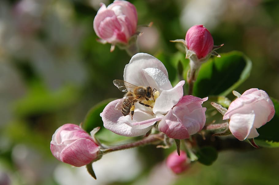 blossom, bee, spring, flowers, flowering plant, beauty in nature HD wallpaper