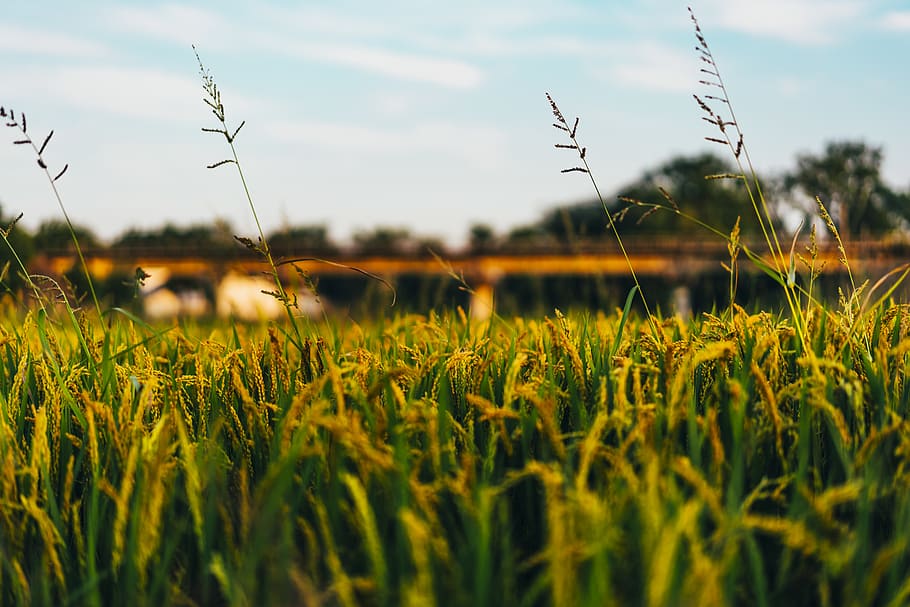 plant, growth, field, sky, land, beauty in nature, landscape HD wallpaper