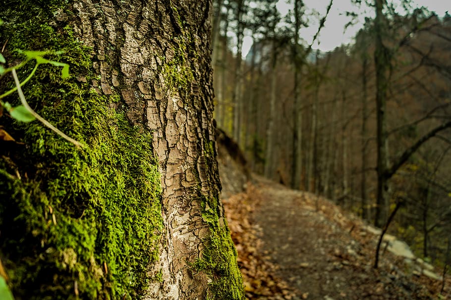 Brown Tree Bark Covered With Green Algae, forest, macro, moss HD wallpaper