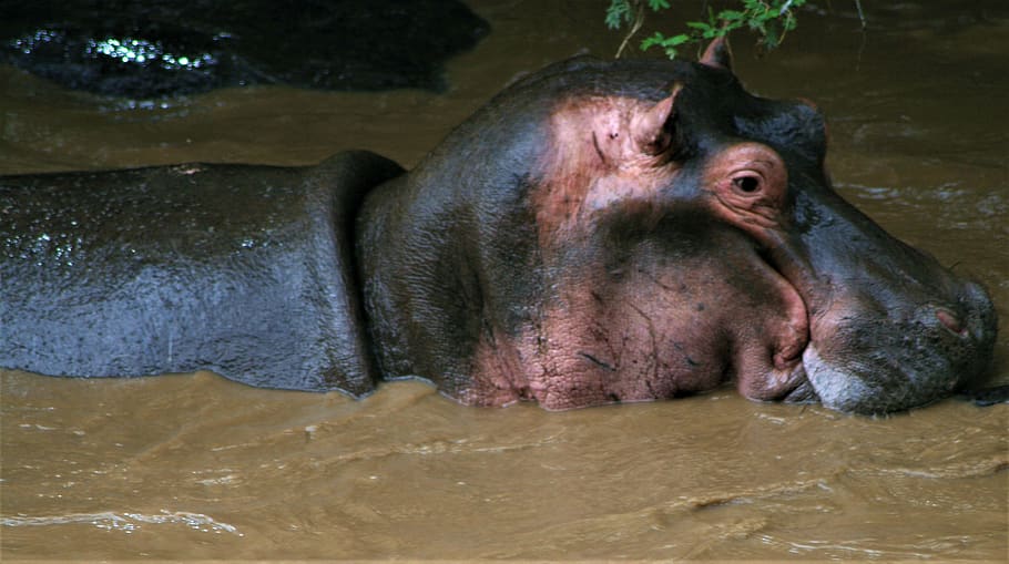hippo, mammal, animal, wildlife, swimming, kenya, zoo, rhino, HD wallpaper