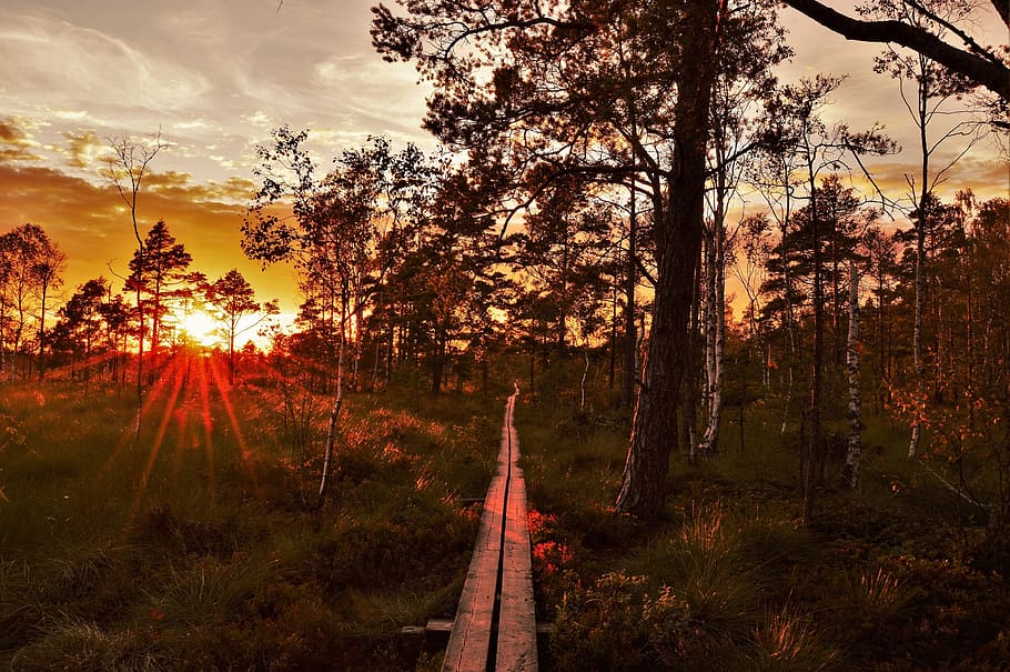 sweden, sunset, forest, trees, summer, plant, sky, nature, growth HD wallpaper