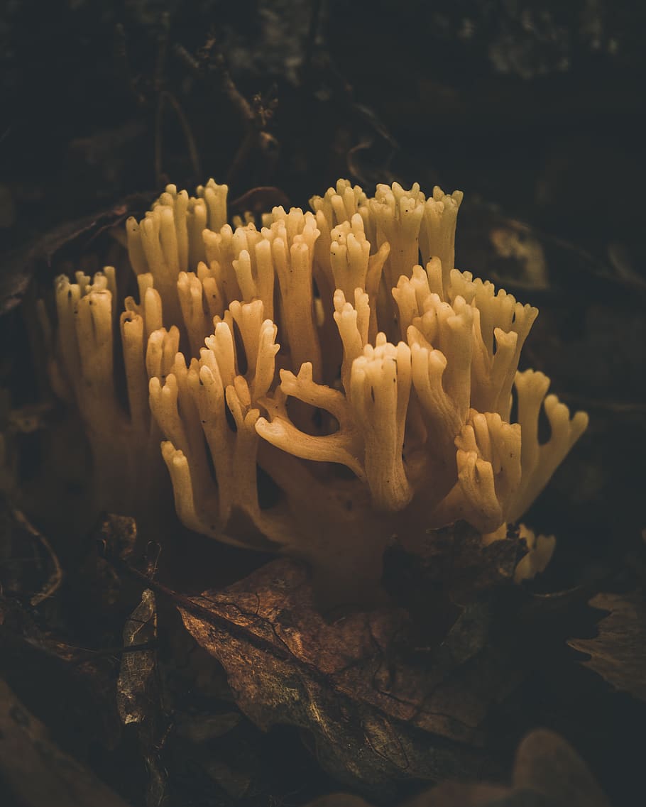 yellow sea creature, close-up, no people, growth, beauty in nature HD wallpaper