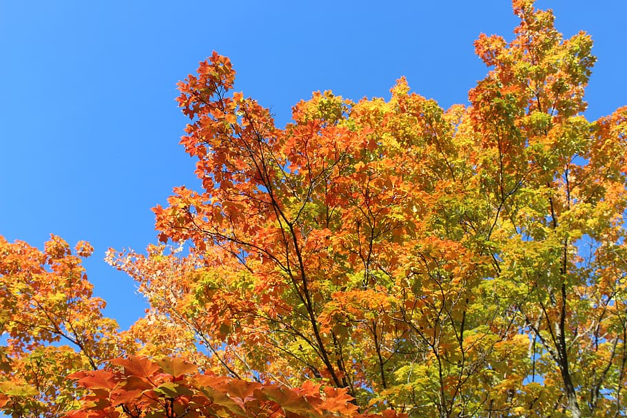 fall, colors, red, orange, yellow, trees, nature, maple, leaves HD wallpaper