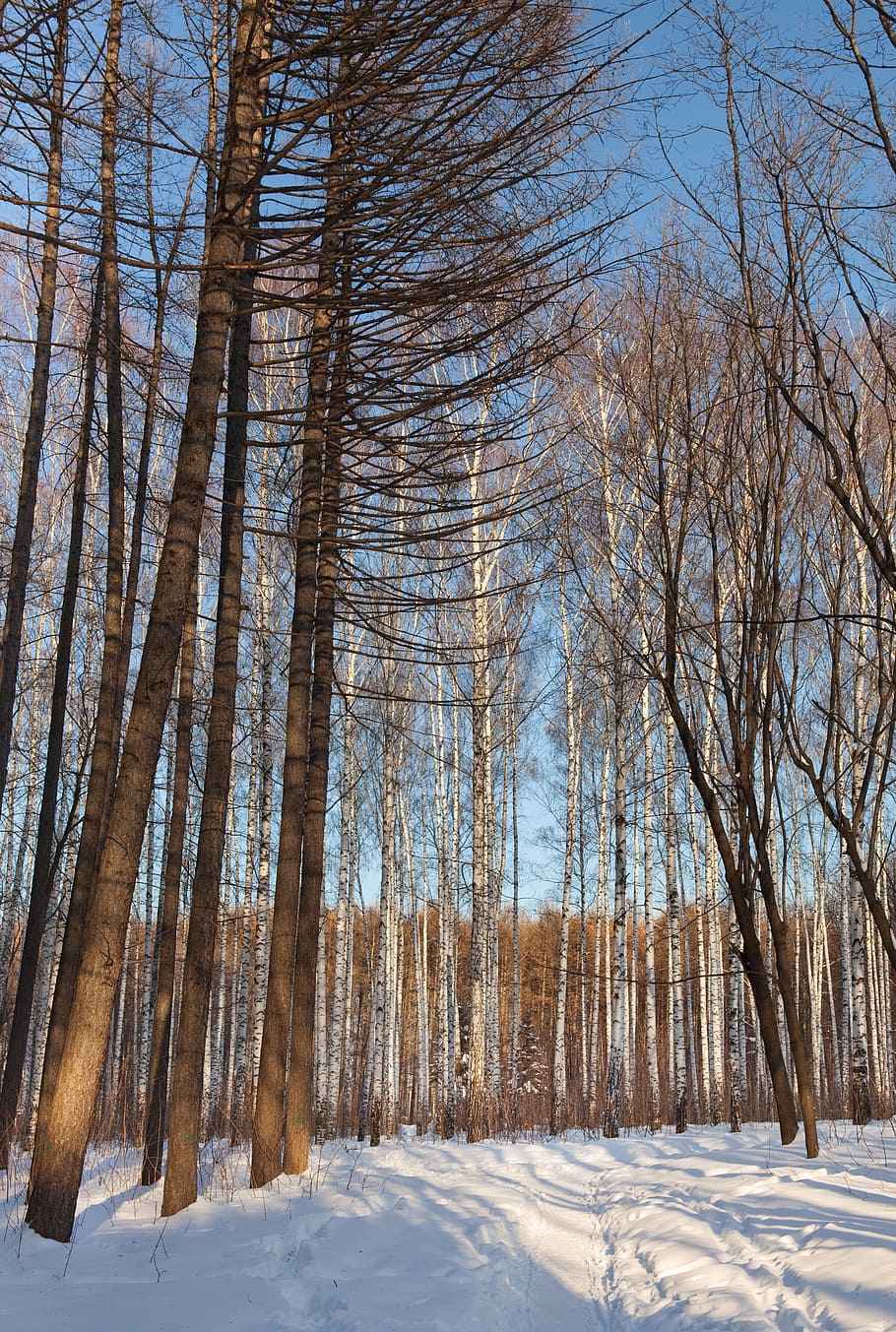 winter, ice, cold, trees, woods, snow, cold temperature, plant HD wallpaper