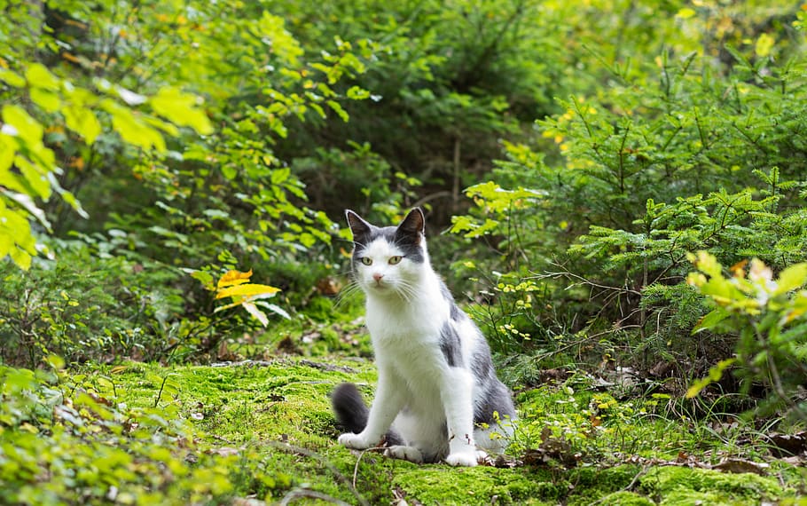 nature, outdoors, grass, cat, station of inspiration, animal themes HD wallpaper