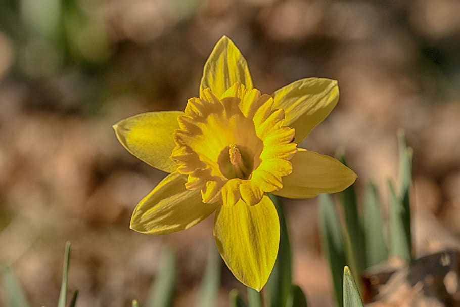 daffodil, flower, spring, nature, yellow, flowering plant, freshness HD wallpaper