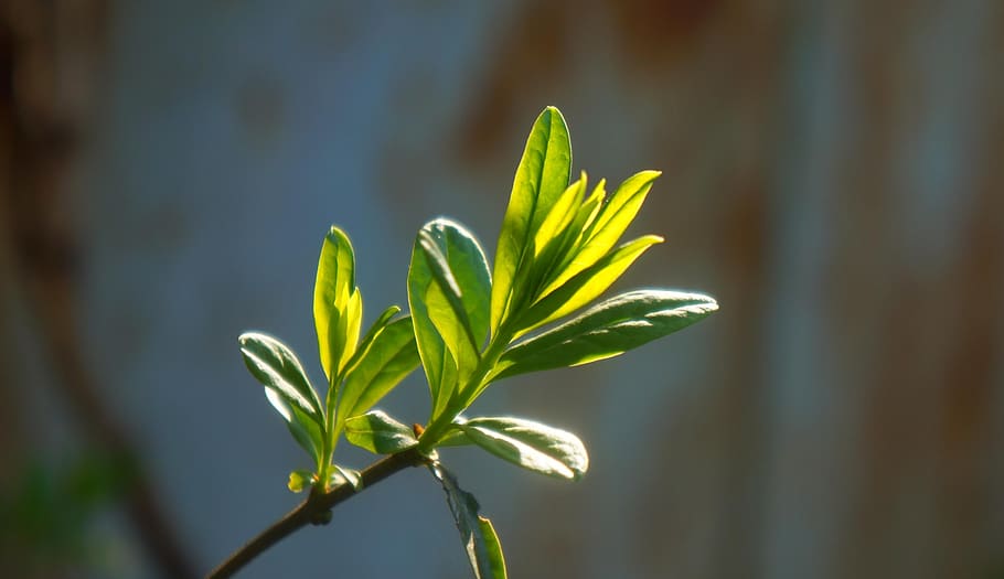 nature, plants, sprig, leaflet, green, spring, young, green color HD wallpaper