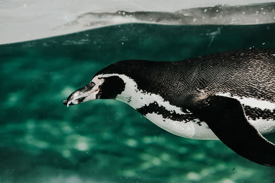 black and white penguin, bird, animal, waterfowl, beak, ice, snow HD wallpaper