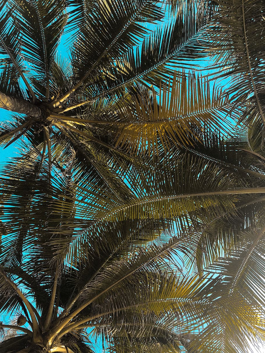 Low Angle Photography of Coconut Trees, daylight, low angle shot HD wallpaper