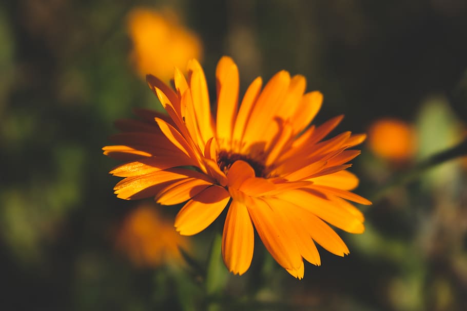 flowering plant, freshness, petal, fragility, orange color HD wallpaper
