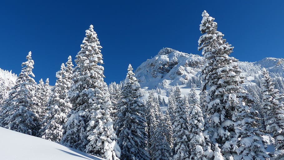 Trees Covered by Snow, cold, mountain, nature, sky, snowcapped HD wallpaper