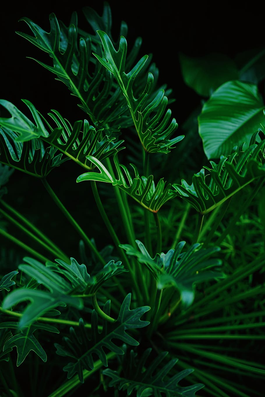 green-leafed plant, green color, growth, plant part, nature, close-up HD wallpaper