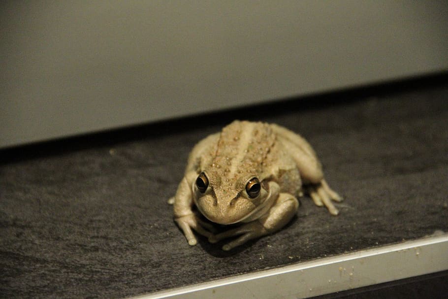 one animal, animal wildlife, vertebrate, reptile, no people HD wallpaper