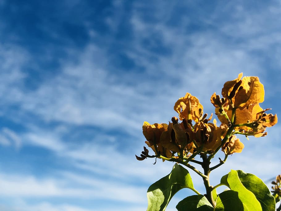 philippines, bacoor, a. mabini st, sky, nature, bluesky, flower, HD wallpaper