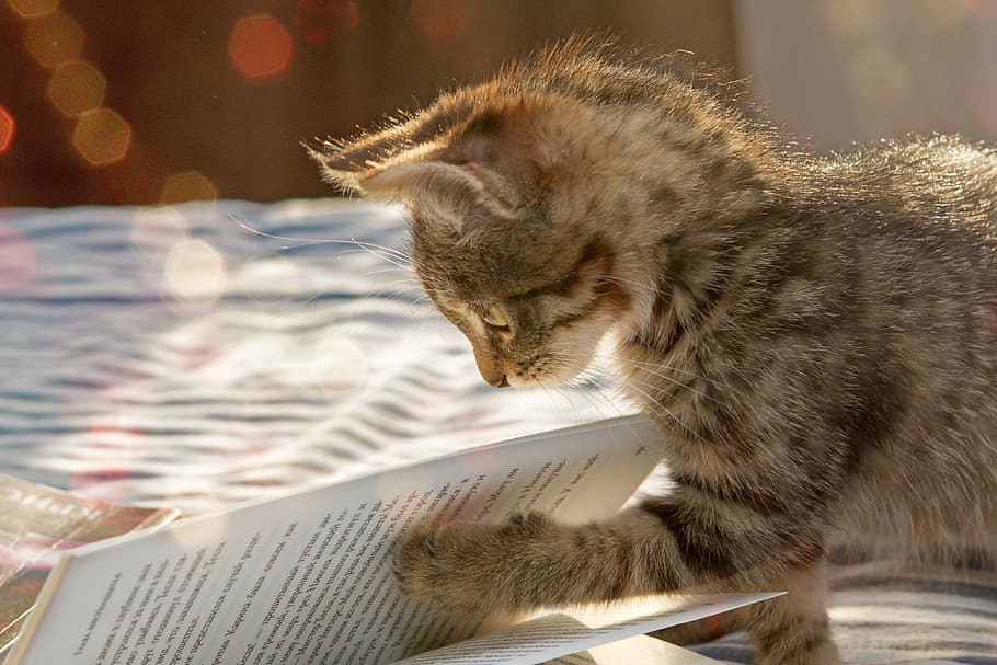 kitten, pet, cute, animals, little, kittens, cats, home, darling HD wallpaper