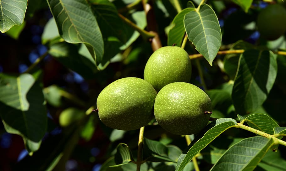 walnuts, walnut tree, green, fruit, fresh, food, healthy, nature HD wallpaper