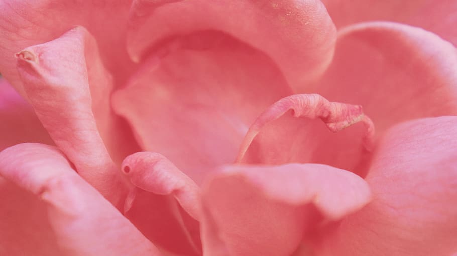 pink-petaled flower, beauty in nature, plant, freshness, flowering plant HD wallpaper