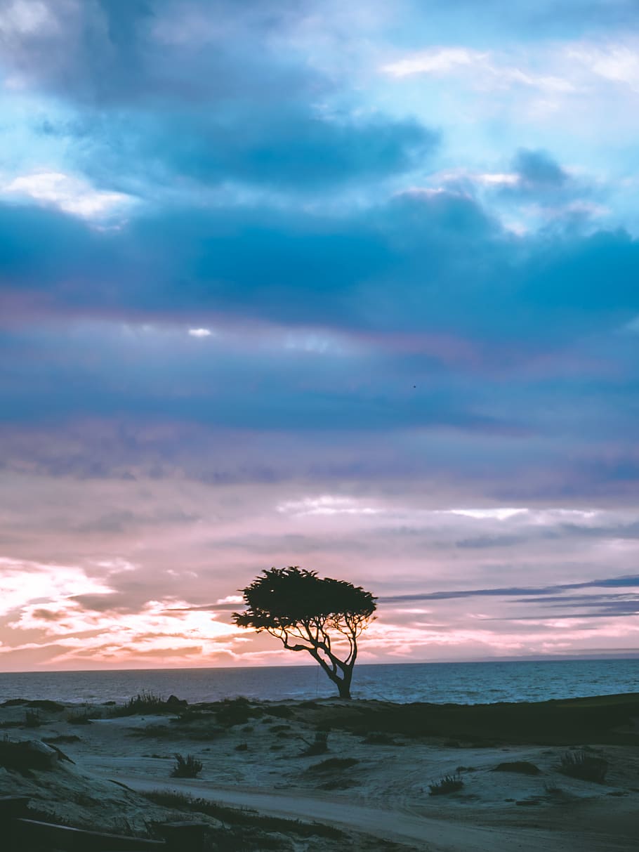 tree at shore under blue sky, cloud - sky, beauty in nature, scenics - nature HD wallpaper