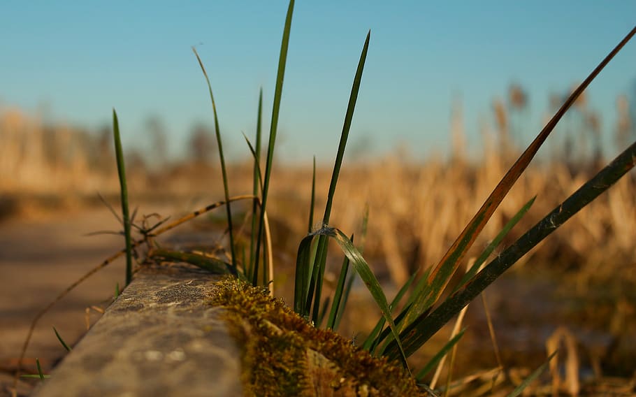 plant, grass, moss, vegetation, lawn, grain, vegetable, food HD wallpaper