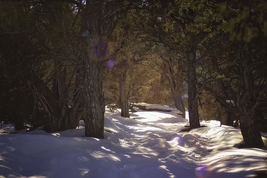 sun, tree, winter, snow, path, plant, land, nature, cold temperature HD wallpaper