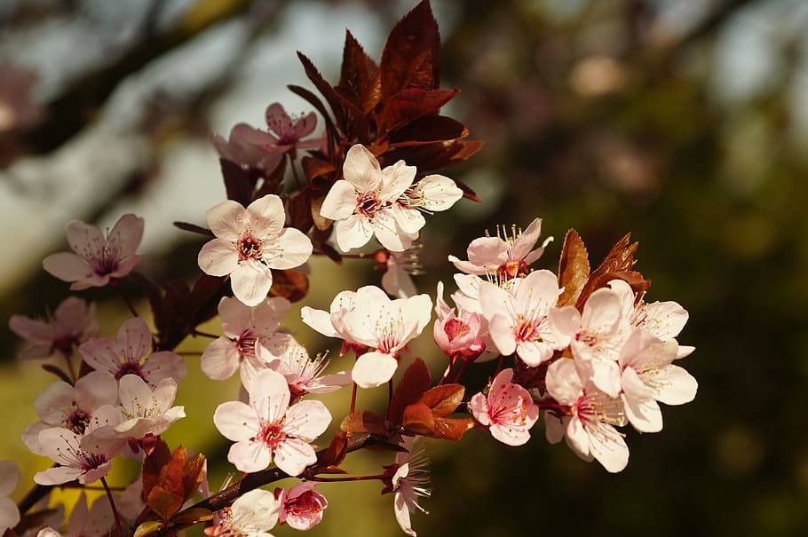 flowers, pesco, spring, garden, fishing, natural, nature, plant HD wallpaper