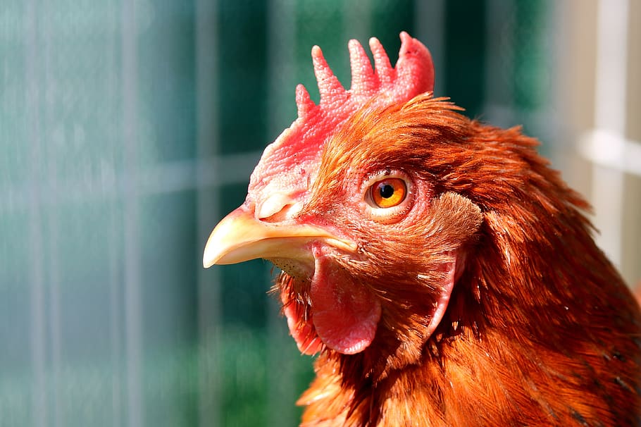 hen, bird, poultry, beak, animal, animal themes, chicken - bird HD wallpaper