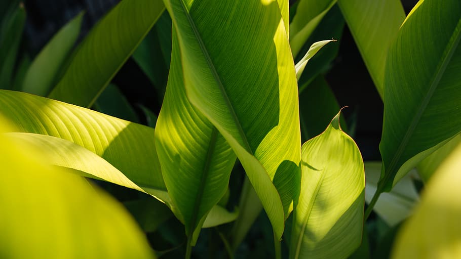 green-leafed plant, green color, plant part, beauty in nature HD wallpaper