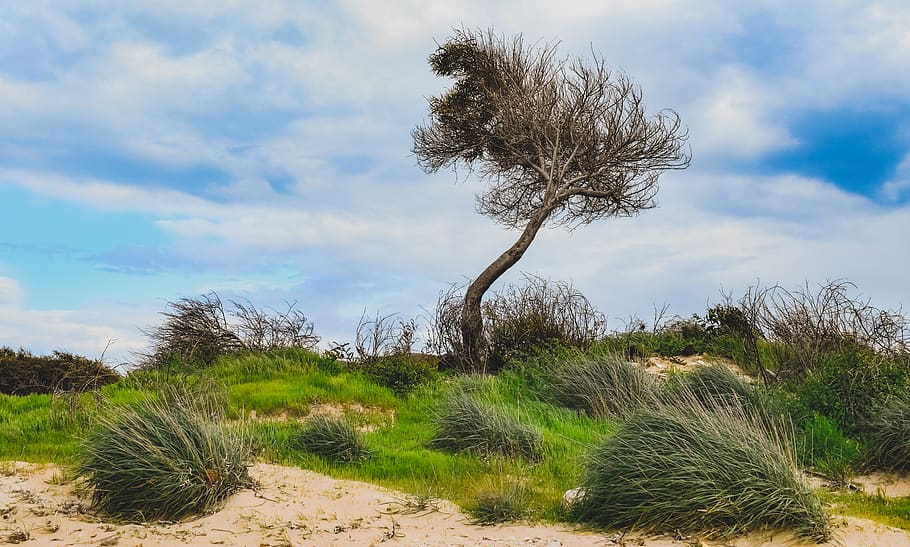 tree, bushes, dunes, wind, landscape, nature, sky, clouds, makronissos HD wallpaper