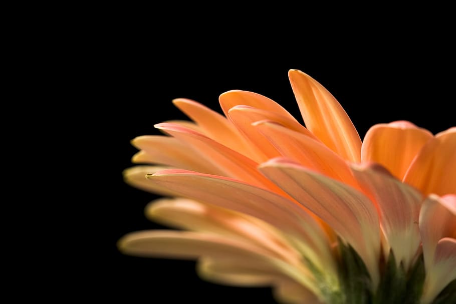 beautiful, red, gerbera, stem, isolated, black, closeup, flower HD wallpaper