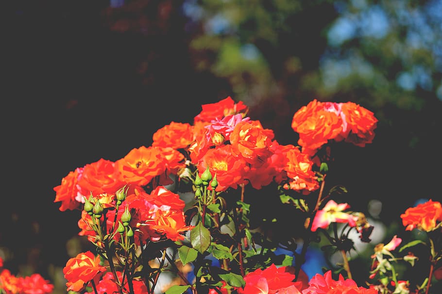 france, flowering plant, vulnerability, freshness, fragility HD wallpaper