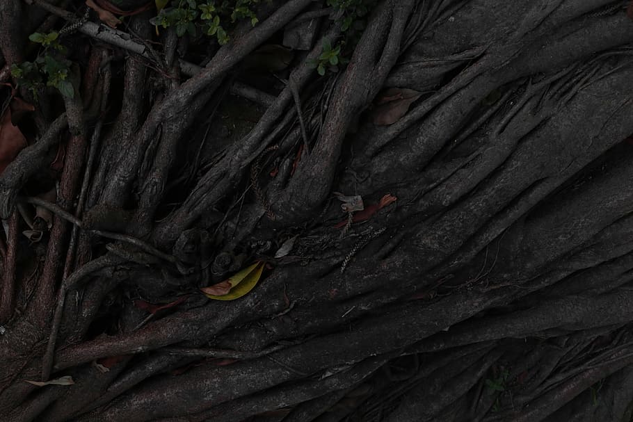 plant, root, tree, tree trunk, acanthaceae, blossom, flower HD wallpaper