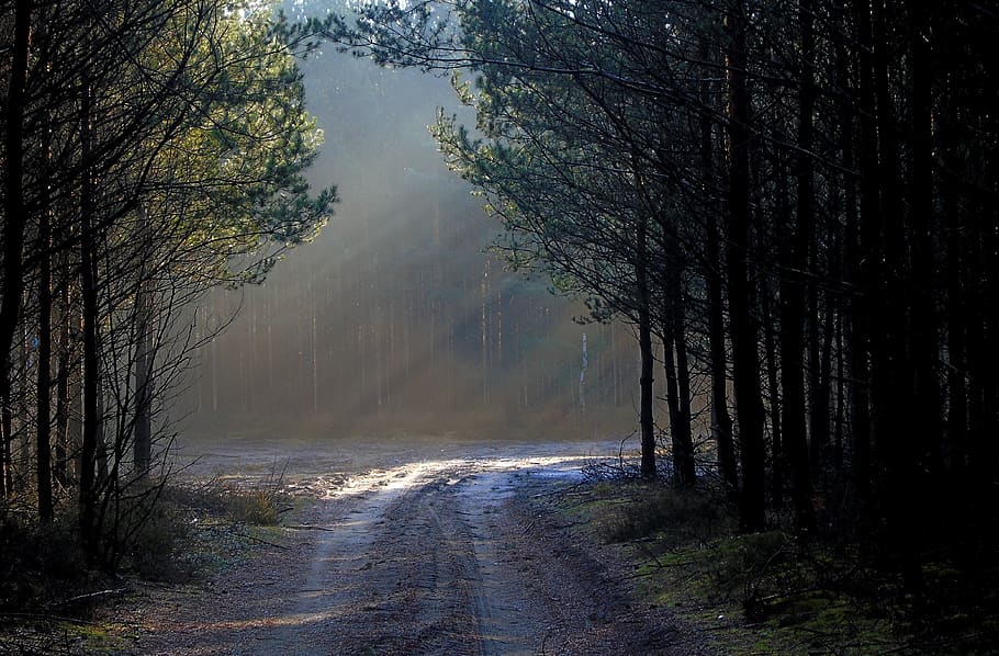 forest, light, mood, nature, the fog, way, tree, haze, in the morning HD wallpaper